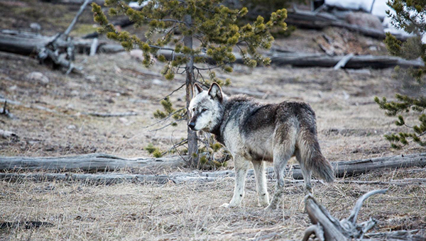 The New Threat to Wolves in and Around Yellowstone
